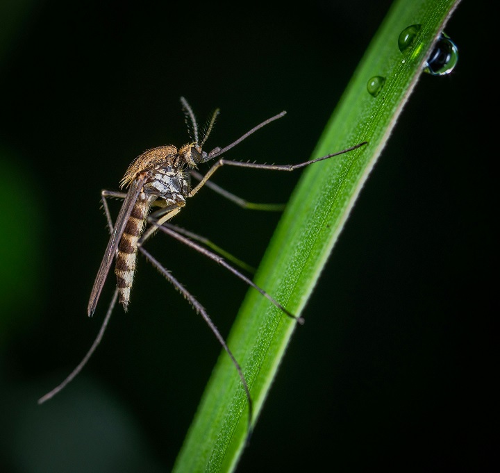 Fountain Valley mosquito control service provider