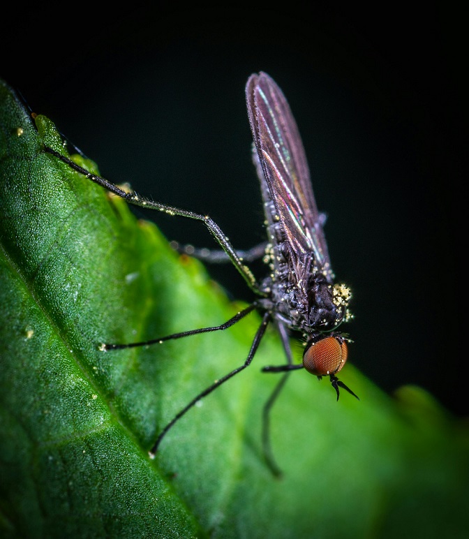 Mosquito control service in Fountain Valley