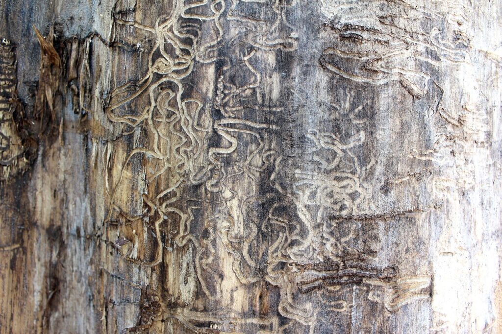 Dampwood termites