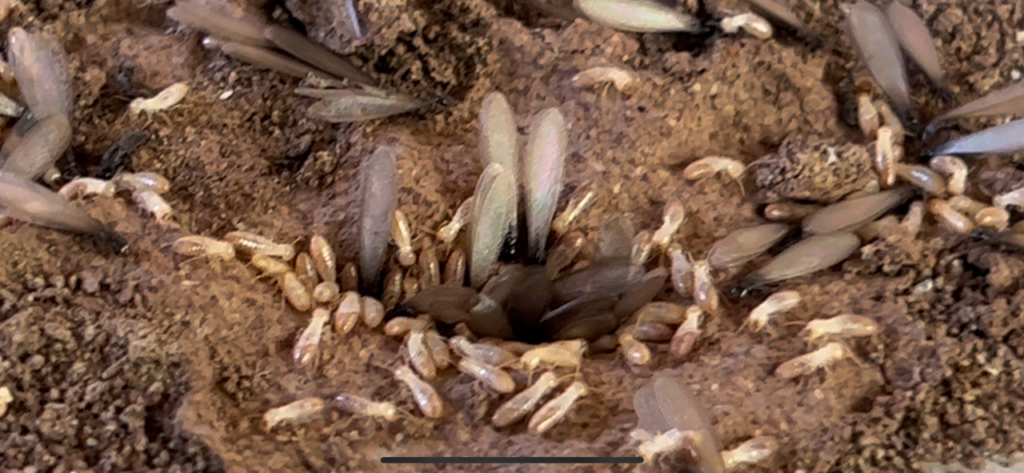 Understanding the life cycle of termites