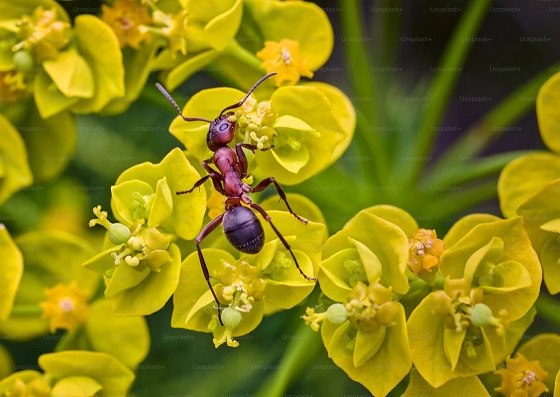 Common ants in Orange County