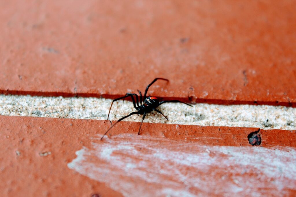 What to do about black widow spiders
