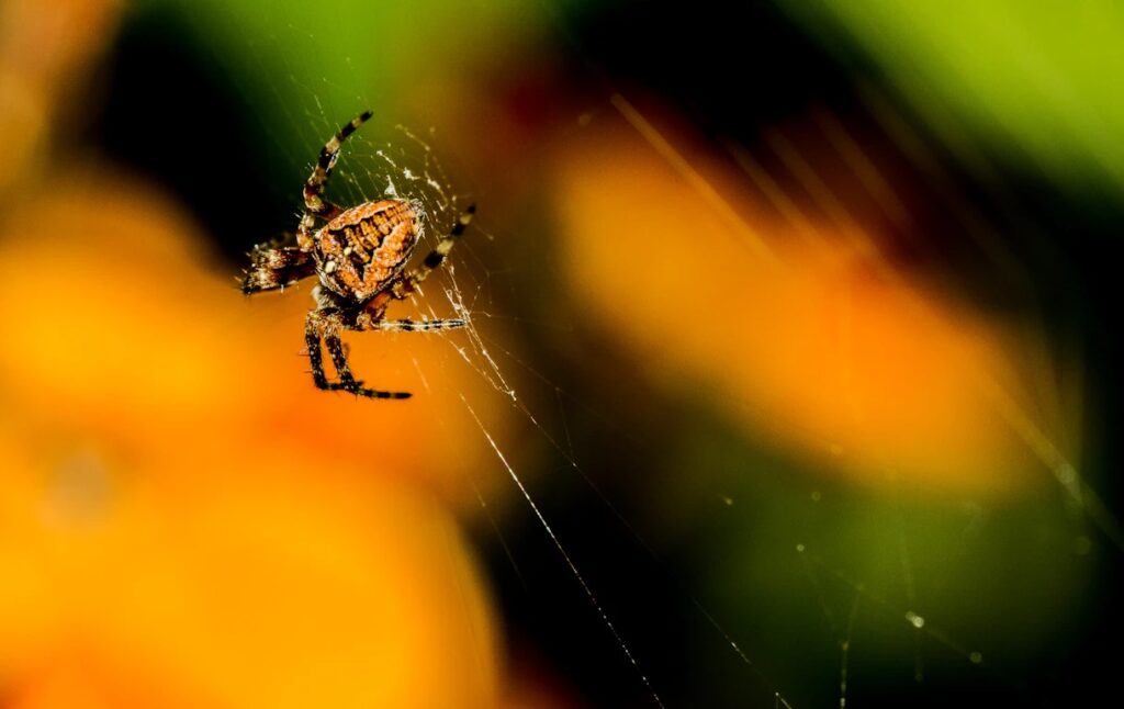 Common spiders
