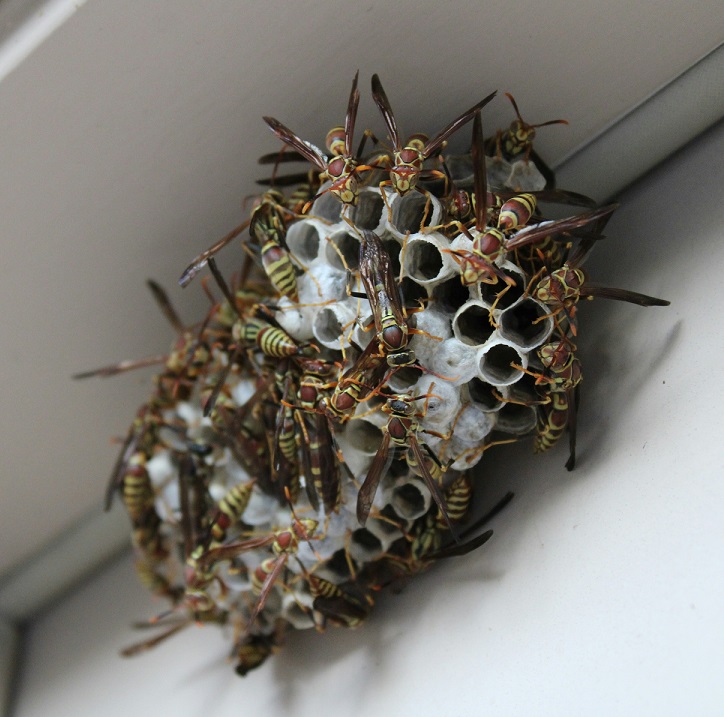 Wasps