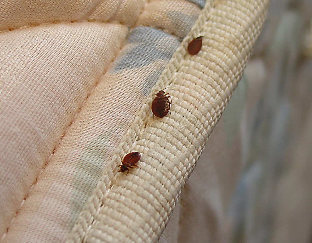 Aliso Viejo bed bug removal service