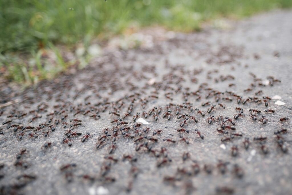 Anaheim Ant control exterminator service