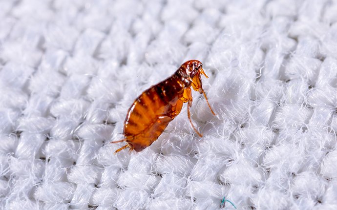 Brea flea control service provider in Orange County