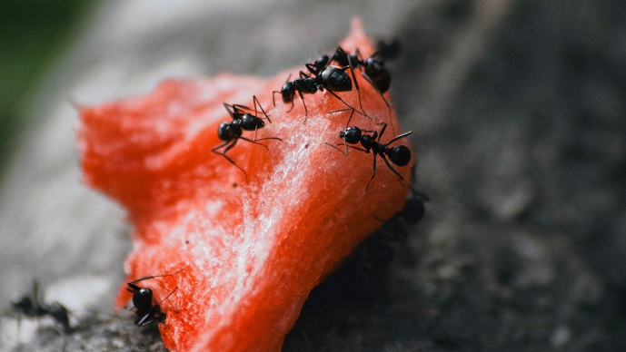 San Juan Capistrano ant co