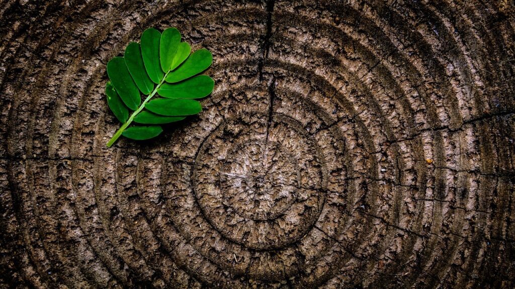 How a Dead Tree Stump Attracts Termites