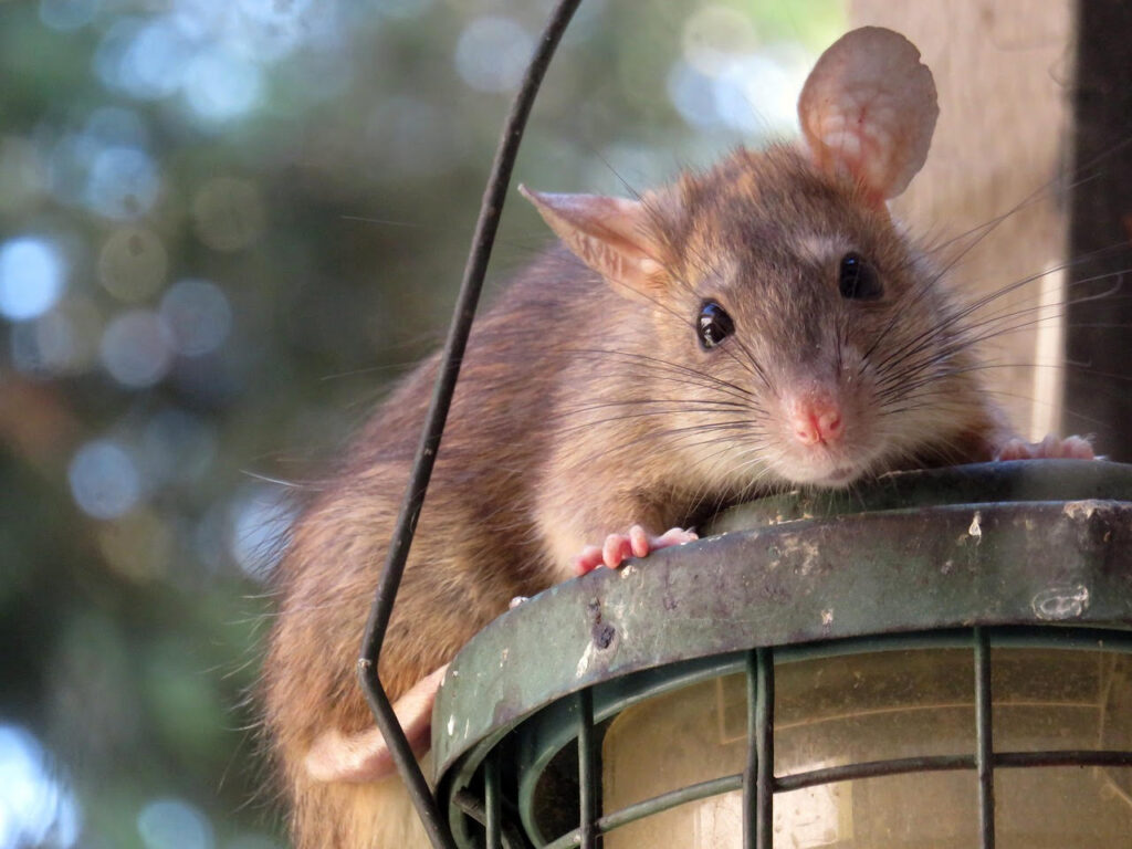 Roof rats or fruit rats