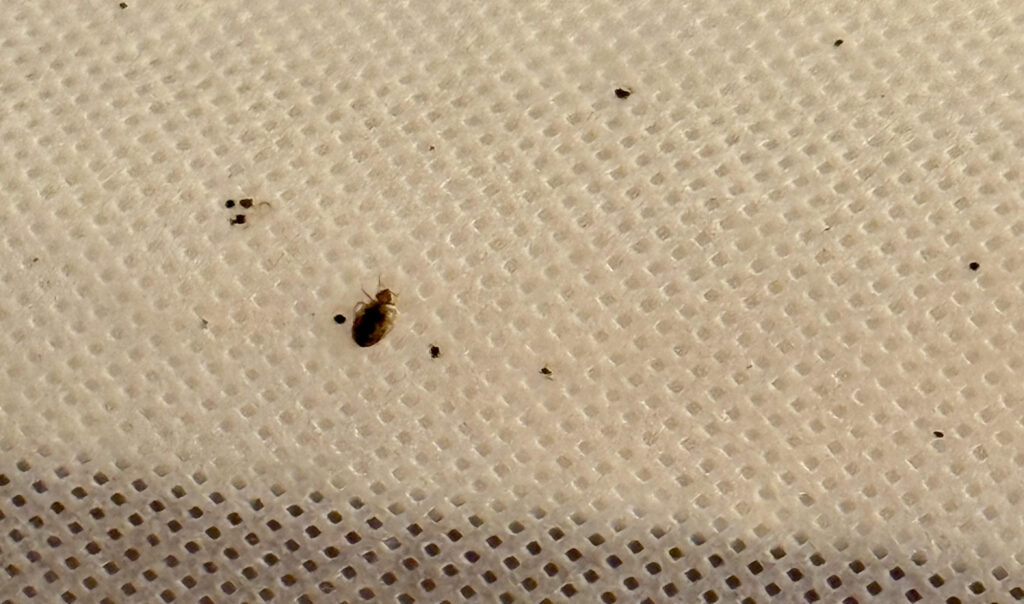 How long can bedbug survive without food