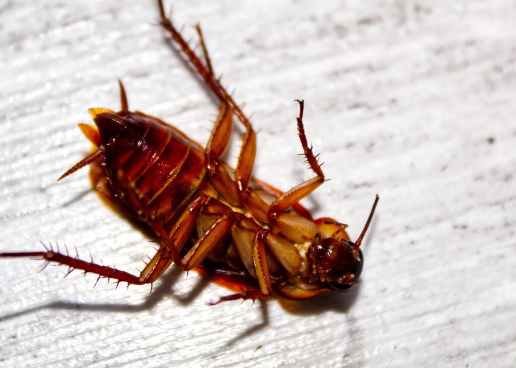 When to fumigate for German Roaches?